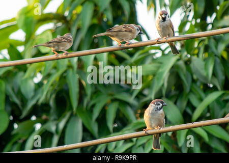 Sparrow oiseau posé sur des câbles électriques sur l'arrière-plan de feuille verte Banque D'Images