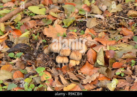 Inkcap scintillant au cours de l'automne, champignons, Bergisches Land en Allemagne. Banque D'Images