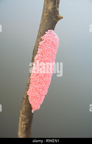 Oeufs de Golden Apple Snail sur branch tree Banque D'Images