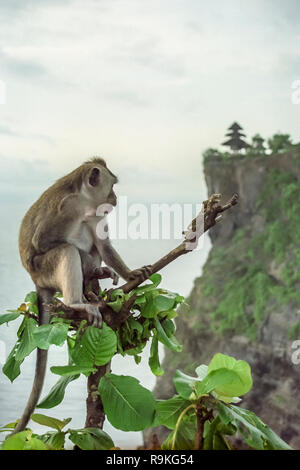 Singe avec le temple d'Uluwatu en arrière-plan, Bali, Indonésie Banque D'Images