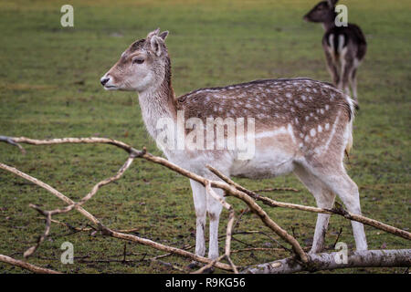 Le daim (Dama dama) / Damwild en hiver Banque D'Images