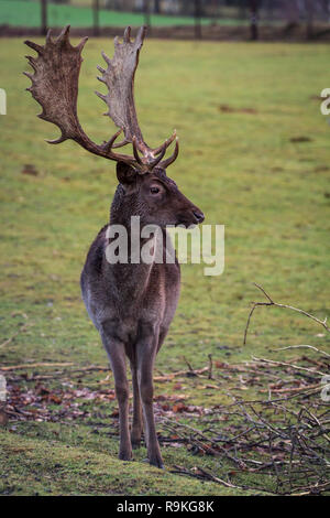 Le daim (Dama dama) / Damwild en hiver Banque D'Images