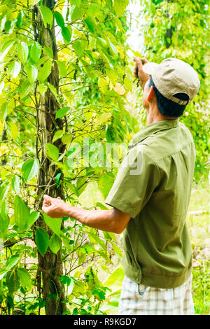 Les hommes d'un agriculteur sur la Ferme de poivre sur l'île de Phu Quoc au Vietnam Banque D'Images