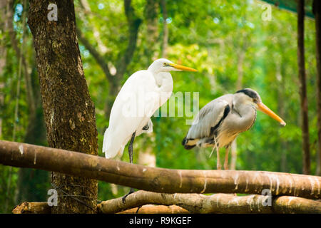 Deux oiseaux pélican au parc Safari Vinpearl Phu Quoc avec la flore et la faune exotiques, de Phu Quoc au Vietnam Banque D'Images