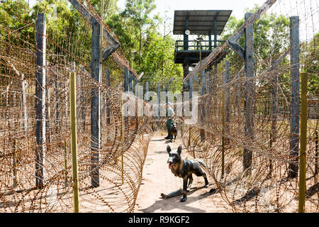 Cocotier Prison dans l'île de Phu Quoc au Vietnam Banque D'Images