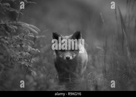 Ovely Renard Vulpes vulpes rouge à côté de den dans l'herbe au printemps européen fixant des forêts directement à l'appareil photo. La Norvège Banque D'Images