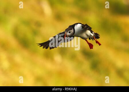Battant, macareux macareux moine, Fratercula arctica, noir et blanc arctique oiseau mignon avec bill rouge sur fond jaune, ailes étendues, Island, co Banque D'Images