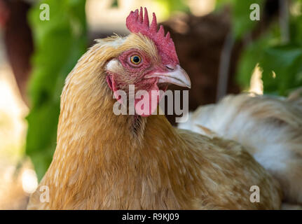 Poulet poule Orpington Buff in yard Banque D'Images