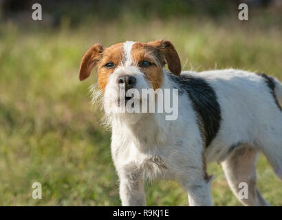 Portrait de Jack Russel terrier dog with attitude Banque D'Images