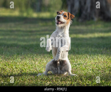 Jack Russel terrier Banque D'Images