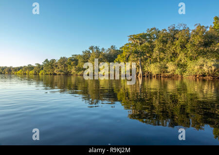 Suwanneee River, Gilchrist Comté (Floride) Banque D'Images