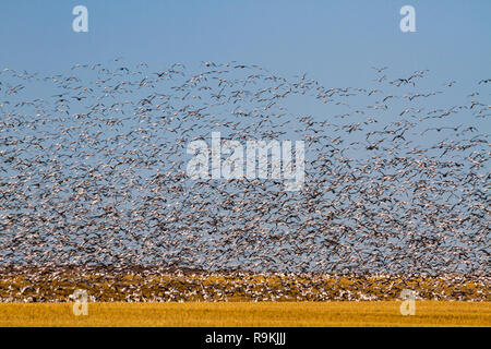 Des milliers d'oies des neiges - Anser caerulescens - voler sur un champ de blé doré avec un ciel bleu sur une journée d'automne ensoleillée dans le sud de la Saskatchewan, Canada Banque D'Images