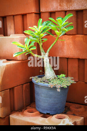 Arbre en pot PLANTES Adenium sur banc feuilles /Adenium ou fleur rose du désert Banque D'Images