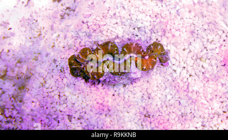 Tridacna maxima de myes colorées isolé dans l'aquarium récifal Banque D'Images