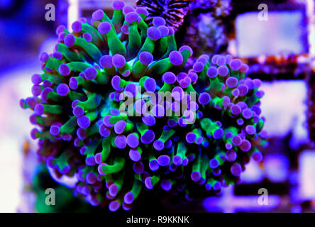 Euphyllia coraux LPS en gros plan dans l'aquarium récifal Banque D'Images