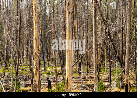 Région brûlée dans le Parc National de Yellowstone, Wyoming Banque D'Images