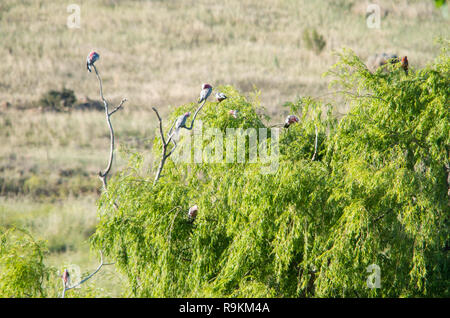 Troupeau de Galahs perché dans un arbre sur une journée ensoleillée Banque D'Images