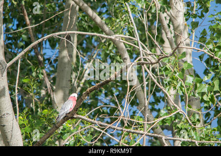 Troupeau de Galahs perché dans un arbre sur une journée ensoleillée Banque D'Images