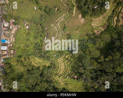 Vue panoramique des travailleurs dans les champs de riz de l'île de Bali, Indonésie Banque D'Images