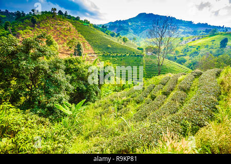 Beau thé oolong vert frais de plantation sur le terrain, Mae Salong près de Chiang Rai, au nord de la Thaïlande en Asie Banque D'Images