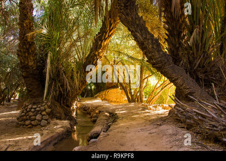 Magnifique paysage de palm oasis près de Tinghir, Maroc en Afrique Banque D'Images