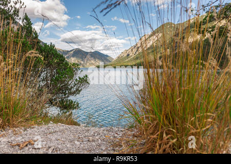 Vue paysage estival au lac Plansee en Autriche avec des touffes de roseaux (Phragmites) lat : concentré en premier plan et les montagnes des Alpes en arrière-plan. Banque D'Images