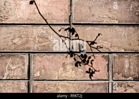 L'ombre des branches avec des feuilles sur l'arrière-plan d'un vieux mur de brique dans le style grunge Banque D'Images