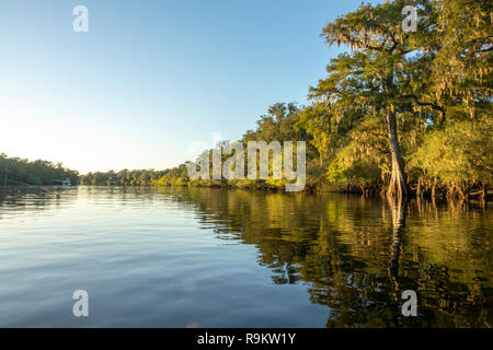 Suwanneee River, Gilchrist Comté (Floride) Banque D'Images