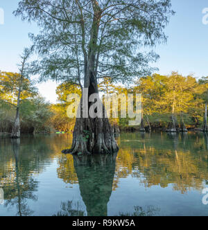 Les kayakistes à Rock Bluff ressort sur le Suwanneee River, Gilchrist Comté (Floride) Banque D'Images