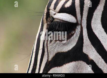 Extreme close-up of zebra eye, Kruger National Park, Afrique du Sud Banque D'Images