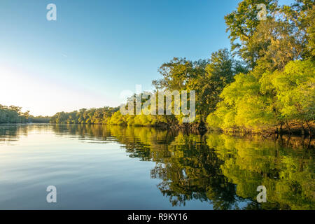 Suwanneee River, Gilchrist Comté (Floride) Banque D'Images