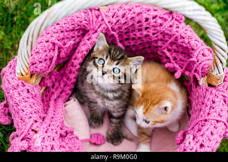 Mignon bébé chatons rayé dans panier avec écharpe rose en tricot sur l'herbe verte à l'extérieur. Recherche chaton tigré gris Banque D'Images