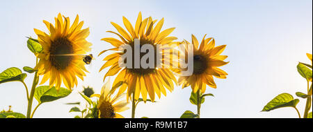 Groupf de tournesols à sunny avec rétroéclairage et quelques abeilles sur eux et d'un bourdon à côté du soleil Banque D'Images