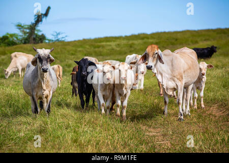 Belles bêtes dans le domaine de l'élevage d'herbe Banque D'Images