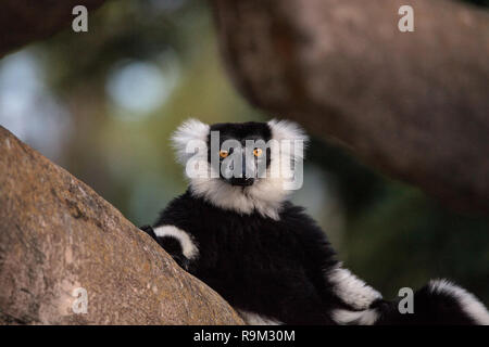 Noir et blanc la gélinotte à panacher Le Varecia lémuriens de Madagascar. Banque D'Images
