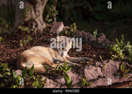 Vieux personnes âgées Guinée chantant chien Canis lupus dingo se détend sous un arbre. Banque D'Images