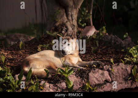 Vieux personnes âgées Guinée chantant chien Canis lupus dingo se détend sous un arbre. Banque D'Images