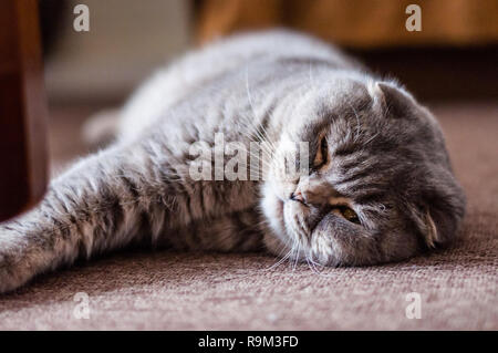 Oreilles Pliees Ecossais Chat Male Couche Sur Le Plancher Photo Stock Alamy