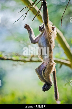 Le babouin. Singe ouistiti savane africaine. Le babouin dans leur habitat naturel Banque D'Images