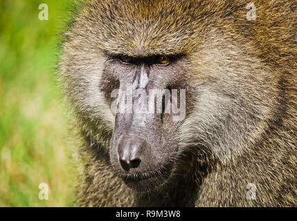 Le babouin. Singe ouistiti savane africaine. Le babouin dans leur habitat naturel Banque D'Images