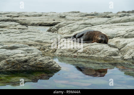 Brown fur seal dormir sur une plage Banque D'Images