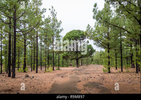 Beau paysage de forêt à cône circulaire Chinyero route de trekking. Canaries, Tenerife, Espagne. Banque D'Images