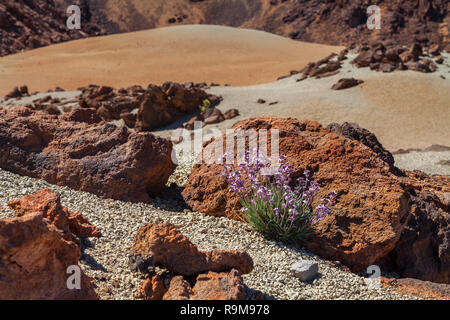 Paysage volcanique de Tenerife, Canaries, Espagne. Banque D'Images