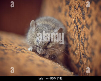La petite souris grise se trouve sur la surface du tissu de la présidence et d'assoupissements. Banque D'Images