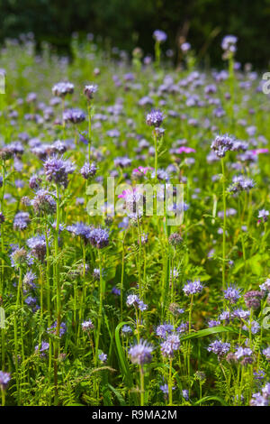 Belle phacélie fleurs sur un pré d'été Banque D'Images