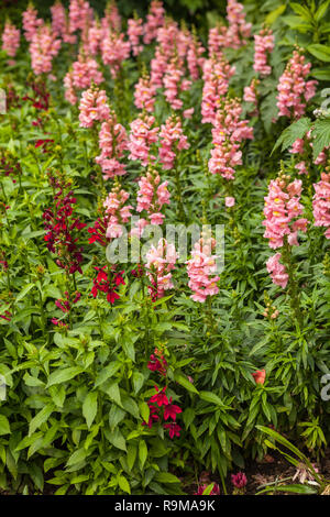 Vue sur le jardin à Giverny, France, où Claude Monet a vécu et créé pendant de longues années. Blossom d'Antirrhinum ou dragon fleurs. Banque D'Images