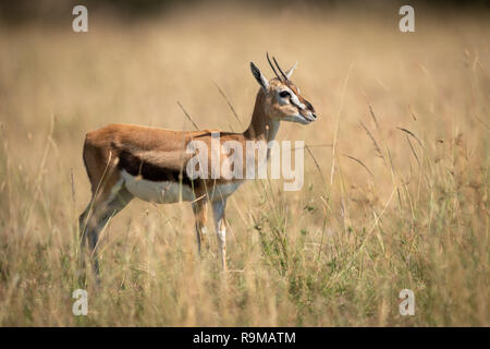 Gazelle de Thomson se trouve dans l'herbe dans le profil Banque D'Images