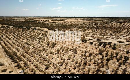 Beijing, Chine, 26 décembre 2018. Photo prise le 25 août 2018 montre les plantes croissant dans la lutte contre la désertification dans la zone de démonstration de Minqin County, nord-ouest de la Chine, la province du Gansu. La Chine a vu réduire la désertification et l'augmentation de la couverture forestière depuis 1978, grâce à l'Three-North programme de reboisement (TNAP), dit un rapport publié le 24 décembre 2018. Construit dans le nord-est, nord et nord-ouest de la Chine, TNAP est un programme national de lutte contre l'érosion et le vent de sable-sable-dommages par la plantation de forêts de fixation. Source : Xinhua/Alamy Live News Banque D'Images