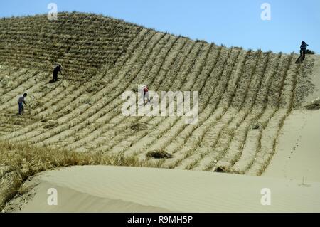 Beijing, Chine, 26 décembre 2018. Photo prise le 23 juillet 2013 montre des travailleurs barrières de sable en damier de paille Lingwu, ville du nord-ouest de la Chine, région autonome du Ningxia Hui. La Chine a vu réduire la désertification et l'augmentation de la couverture forestière depuis 1978, grâce à l'Three-North programme de reboisement (TNAP), dit un rapport publié le 24 décembre 2018. Construit dans le nord-est, nord et nord-ouest de la Chine, TNAP est un programme national de lutte contre l'érosion et le vent de sable-sable-dommages par la plantation de forêts de fixation. Source : Xinhua/Alamy Live News Banque D'Images