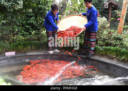 Hangzhou, Chine.. Dec 26, 2018. Les touristes profiter hot pot et le ressort en le hotpot en hiver printemps en forme dans un hôtel à Hangzhou, la Chine de l'sLa Province de Zhejiang. Crédit : SIPA Asie/ZUMA/Alamy Fil Live News Banque D'Images